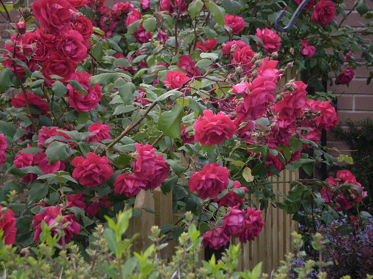 Cascata di rose rosse, fermati e guarda, rose, mozzafiato, natura e paesaggi, Sfondo HD