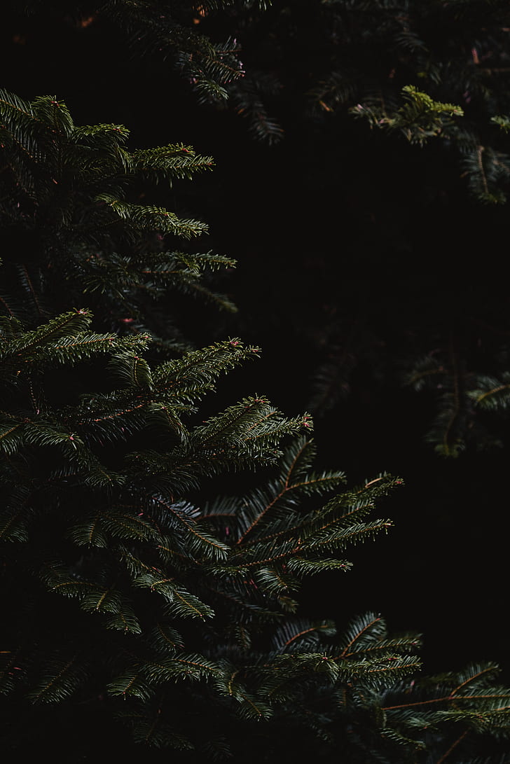 spruce, branches, dark, needles, HD wallpaper
