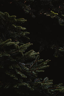 pohon cemara, cabang, gelap, jarum, Wallpaper HD HD wallpaper