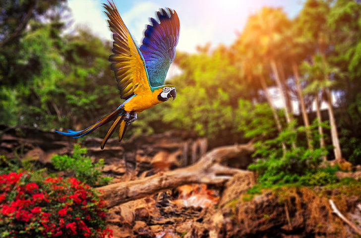 flying parrot 4k hd  pic, HD wallpaper