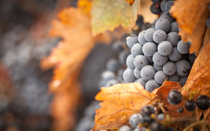 Grapes Water Drops Macro HD, fotografi selektif dari buah anggur, alam, makro, air, tetes, anggur, Wallpaper HD