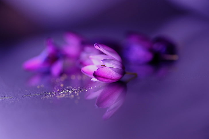 pink and purple broad petaled flower, flowers, purple flowers, reflection, bokeh, HD wallpaper