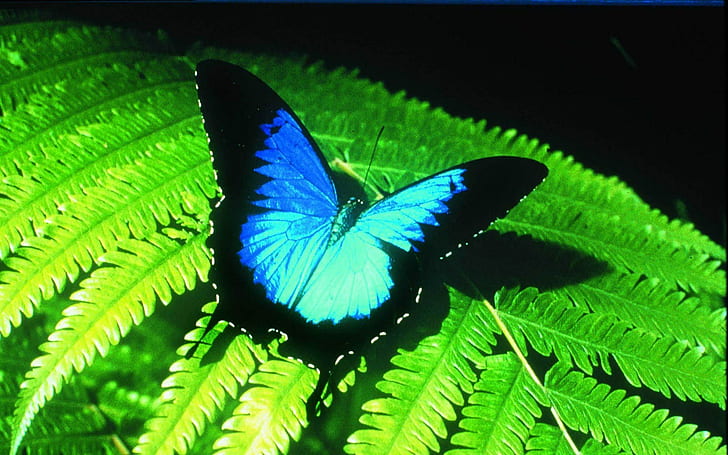 ulysses butterfly, HD wallpaper
