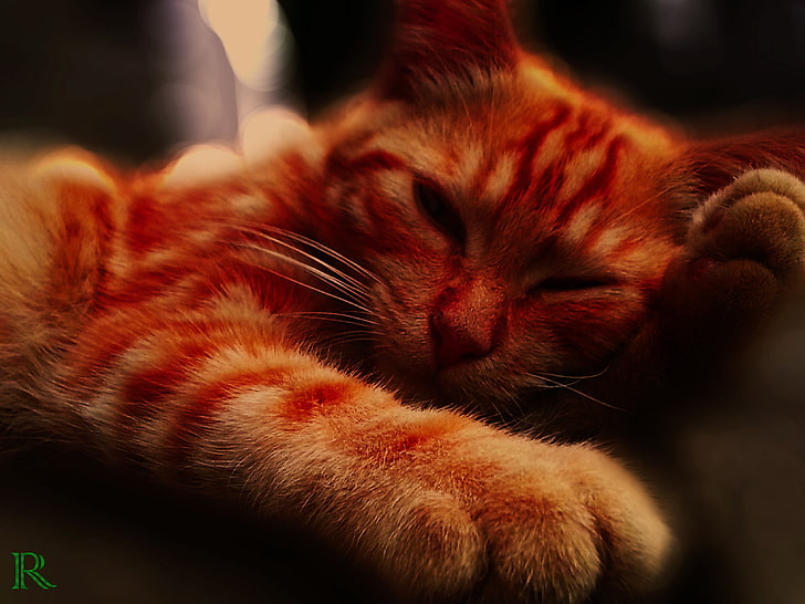 оранжева котка, котка, британски късокосмести, животни, HD тапет