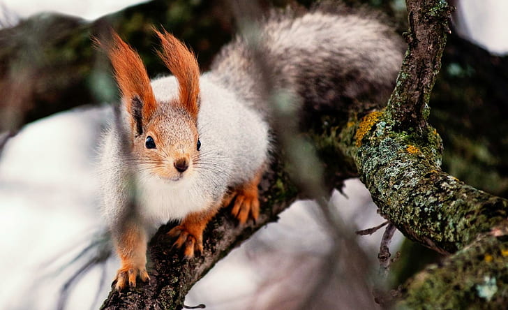 Winter Squirrel, ears, branch, tree, cold, animal, mammal, squirrel, snow, winter, animals, HD wallpaper