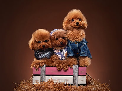 dogs, box, trio, photoshoot, outfits, Trinity, poodles, doggie, Toy poodle, HD wallpaper HD wallpaper