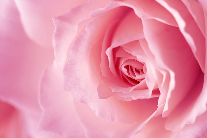 4k, rose, flower, pink, HD wallpaper