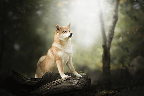 Dogs, Shiba Inu, Dog, HD wallpaper HD wallpaper