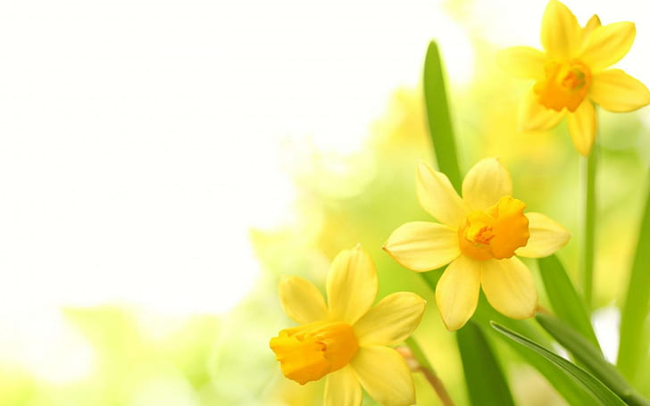 Plants Narcissus Yellow Flower, yellow petal flowers, plants, narcissus, yellow, flower, HD wallpaper