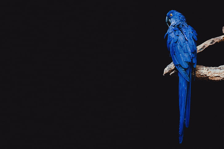 Giacinto macaw, pappagallo, uccello, ramo, Sfondo HD