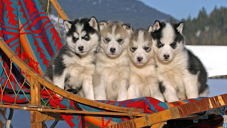 Siberian Husky, niebieskie oczy, zwierzęta, pies, Tapety HD