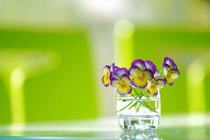 glass, background, a bunch, Pansy, Viola tricolor, HD wallpaper