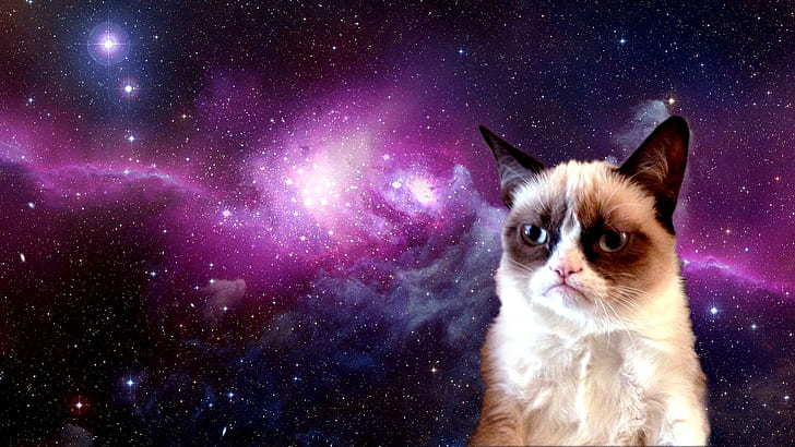 The Evil Grumpy From Outta Space, сиамска котка, skyphoenixx1, снимка, фантастично, хубаво, котенца, планета, сладко, хубаво, котки, космос, звезда, HD тапет