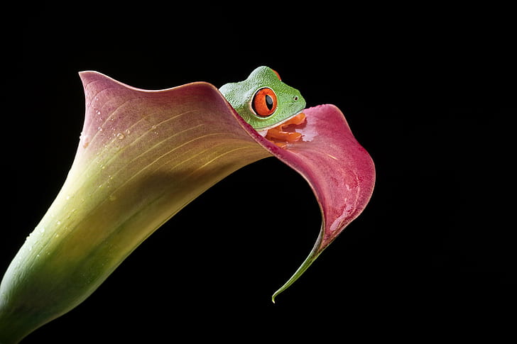 pink and green flower with green frog on the top, When you wish upon a star, flower, green frog, top, amphibian, Red-eyed tree frog, Agalychnis callidryas, Calla lily, background, Bournemouth, animal, nature, wildlife, HD wallpaper