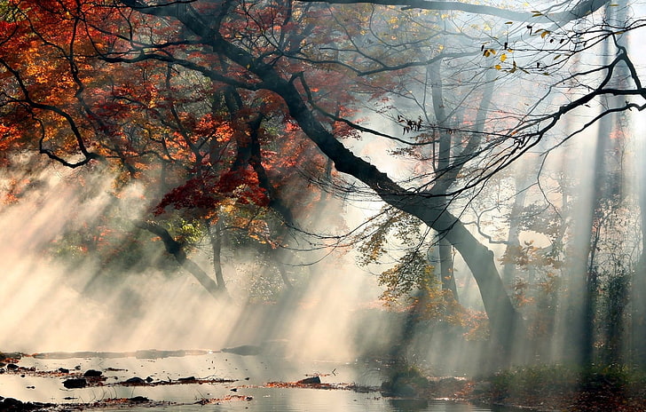 Orangenbaum, Malerei rote und grüne Bäume, Natur, Landschaft, Nebel, Sonnenstrahlen, Herbst, Bäume, rot, Blätter, Wasser, Sträucher, HD-Hintergrundbild