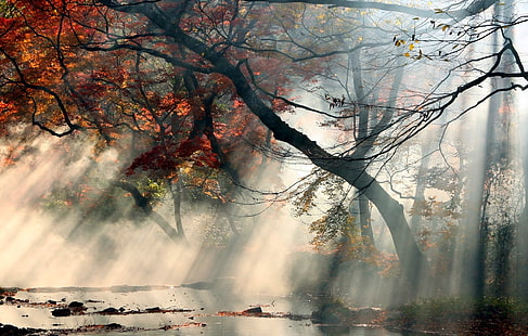 Orangenbaum, Malerei rote und grüne Bäume, Natur, Landschaft, Nebel, Sonnenstrahlen, Herbst, Bäume, rot, Blätter, Wasser, Sträucher, HD-Hintergrundbild HD wallpaper