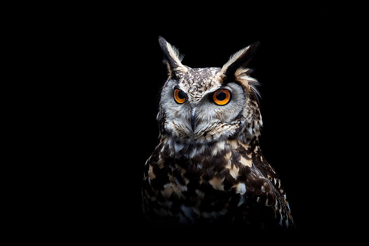 owl, predator, birds, hd, HD wallpaper