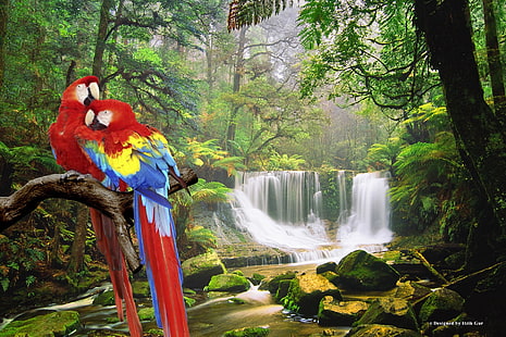 Птици, алена ара, гора, природа, папагал, водопад, HD тапет HD wallpaper