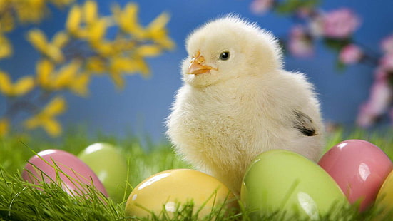 Cute Easter Chick with Eggs HD, chick, chicken, cute, eggs, fluffy, grass, plants, HD wallpaper HD wallpaper