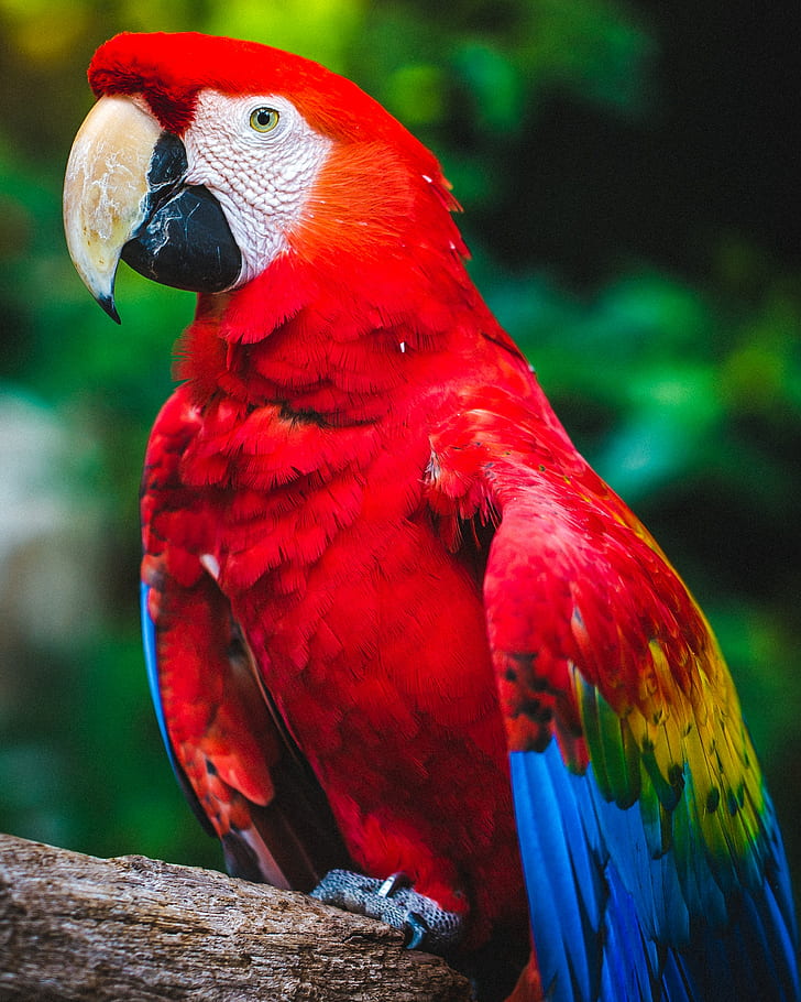 parrot, macaw, bird, beak, red, color, HD wallpaper