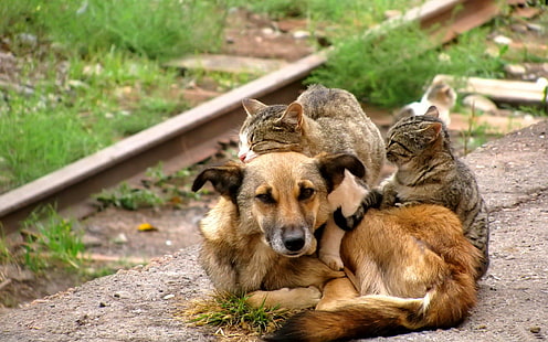 Cats dog cuddle, funny, cats, cuddle, friends, HD wallpaper HD wallpaper
