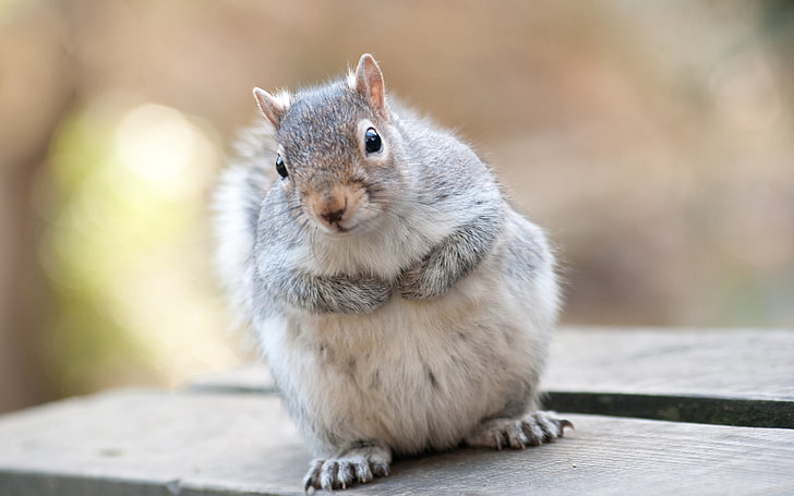 scoiattolo grigio, scoiattolo, grigio, animale, bello, Sfondo HD