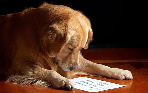 Perro, animales, papel, superficie de madera, Labrador Retriever, Fondo de pantalla HD HD wallpaper