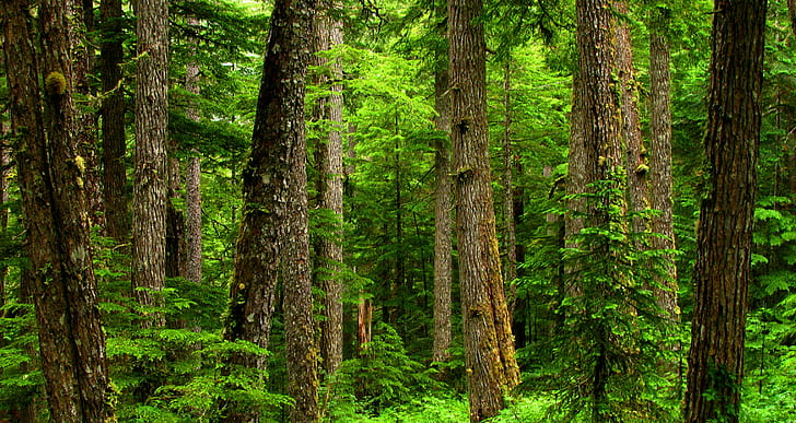 brown trees with green leaves forest, Wet, Coast, brown, green leaves, bella coola, odegaard, hike, rainforest, oldgrowth, verdant, viridian, lichen, moss, conifer, tree, conifers, bc, canada, bush, forest, nature, woodland, outdoors, green Color, landscape, summer, scenics, leaf, HD wallpaper