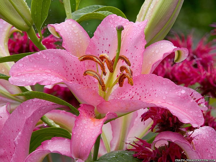 lírio de bulbo lírio asiático washington .jpg natureza flores arte HD, rosa, lírio, planta, bulbo, HD papel de parede