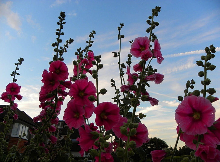 rosa blommor, malva, blommor, sommar, himmel, hus, HD tapet