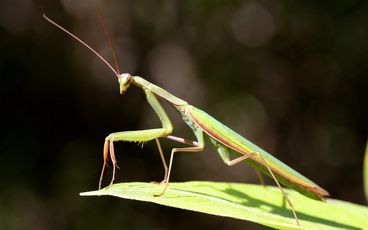 green praying mantis, mantis, mustache, legs, color, light, HD wallpaper