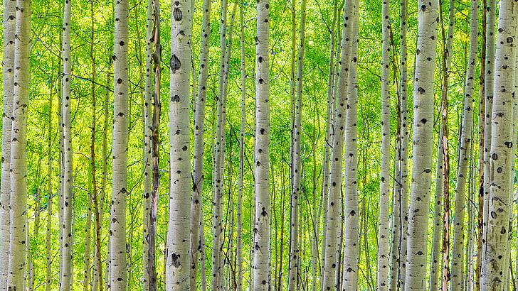 Maroon Bells Colorado Stems Of Aspen Beginn des Herbstes Wechsel der Blätter von grün nach gelb Desktop Hd Wallpaper für Pc Tablet und Mobile 3840 × 2160, HD-Hintergrundbild