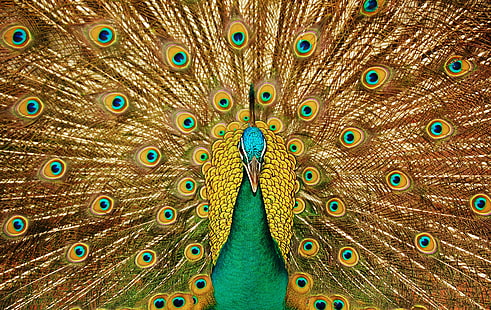 синий павлин, птица, павлин, перья, хвост, HD обои HD wallpaper