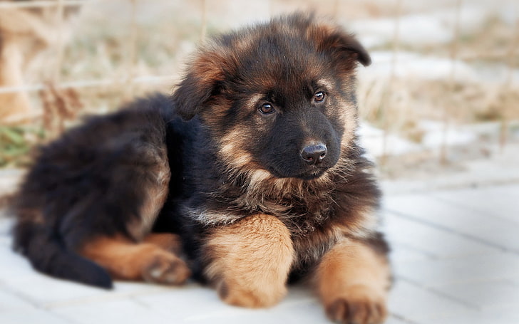 nero e marrone chiaro cucciolo di pastore tedesco, pastore tedesco, cane, cucciolo, carino, Sfondo HD