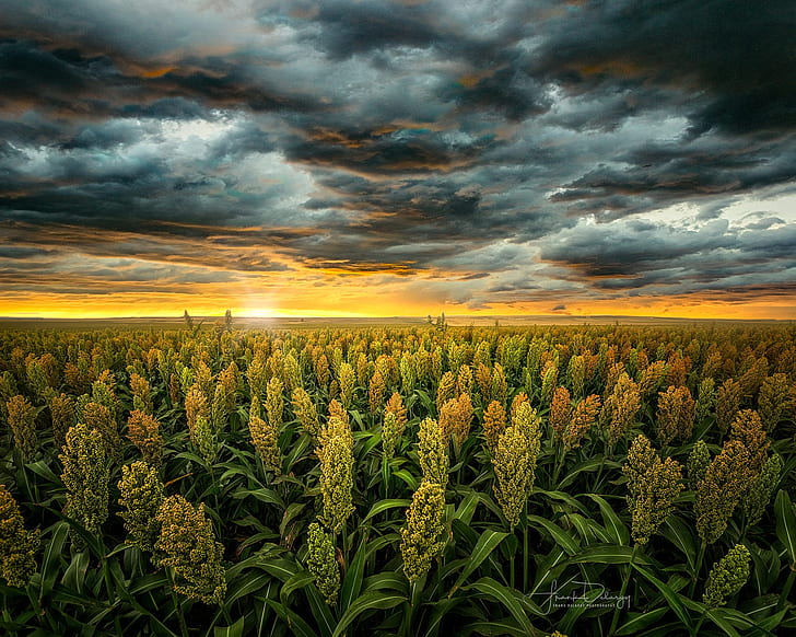 field, the sky, the sun, landscape, sunset, clouds, nature, USA, cereals, sorghum, Kansas, HD wallpaper