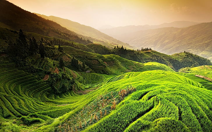 nature landscape rice paddy china mountain mist sunrise trees field green terraces, HD wallpaper