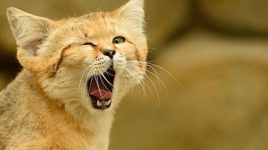 szary lis, zwierzęta, otwarte usta, kot piaskowy, kot, Tapety HD HD wallpaper