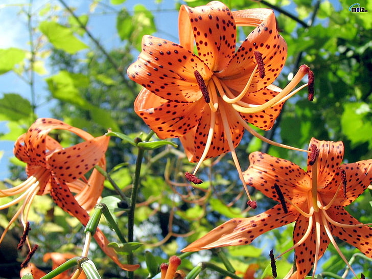 orange petaled flower, lilies, flowers, spotted, stamens, flowerbed, sky, verdure, HD wallpaper