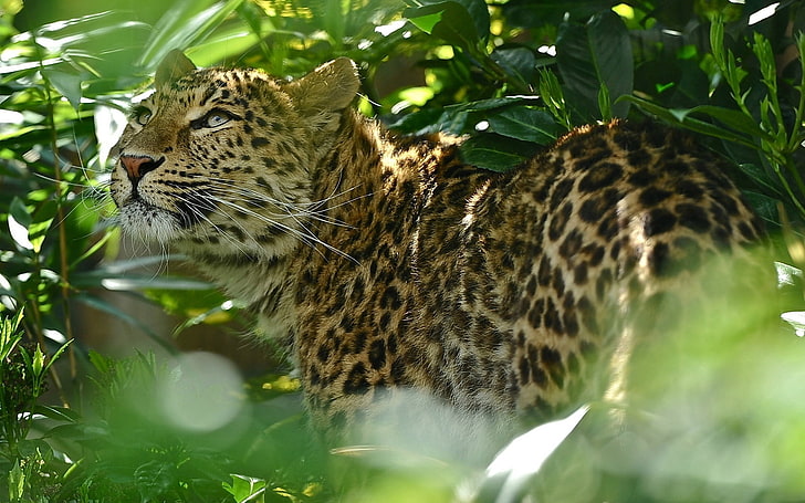 leopard, leopard, grass, spotted, predator, big cat, HD wallpaper