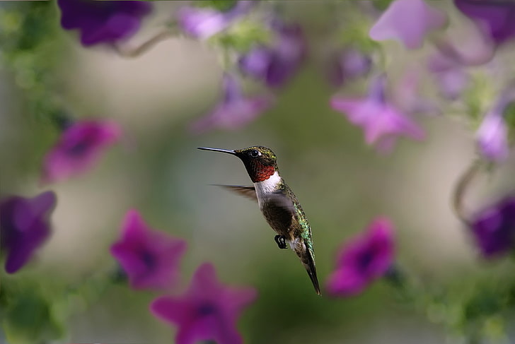 black and green hummingbird, hummingbird, bird, wings, flap, HD wallpaper