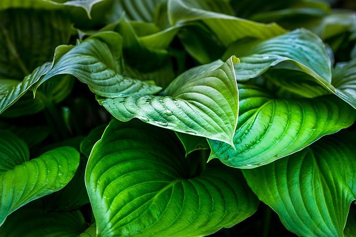 tanaman berdaun hijau, daun, tanaman, tetes, Wallpaper HD