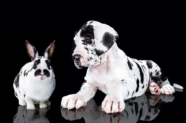 portrait, dog, rabbit, puppy, black background, spotted, Great Dane, Natalia Lays, HD wallpaper