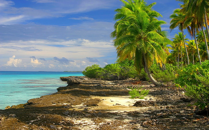 árbol de hoja verde, naturaleza, paisaje, tropical, playa, mar, nubes, palmeras, isla, arbustos, Fondo de pantalla HD