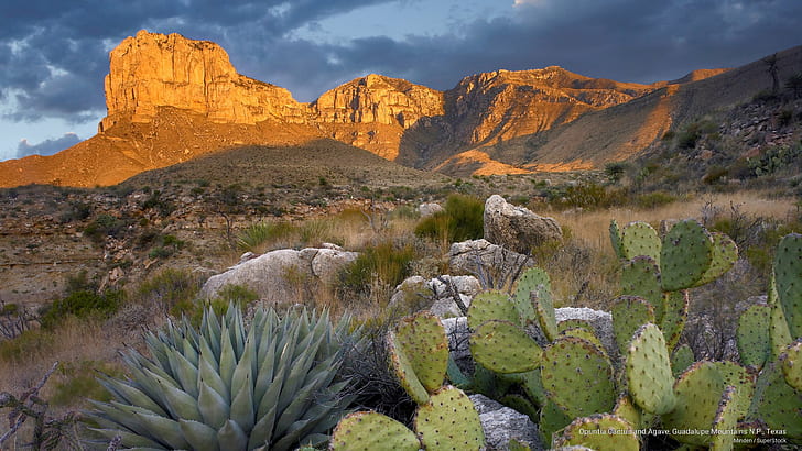 Opuntia Cactus and Agave, Guadalupe Mountains N.P., Texas, National Parks, HD wallpaper