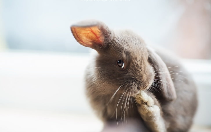 braunes Kaninchen, Tiere, Kaninchen, HD-Hintergrundbild