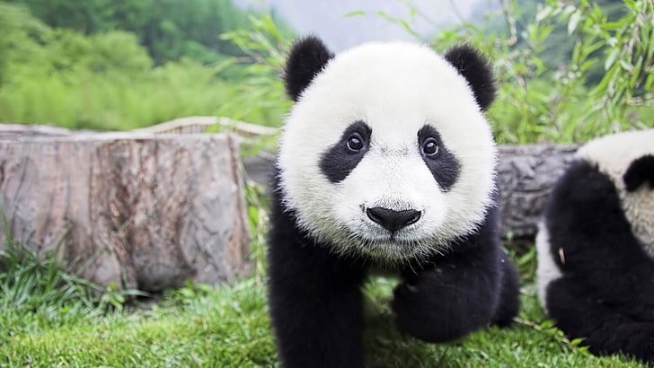 panda bear, panda, baby animals, animals, HD wallpaper