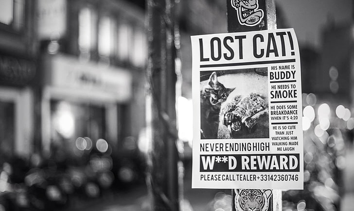 grayscale and selective focus photography of newspaper, monochrome, cat, reward, Wanted Posters, poster, cannabis, smoke, HD wallpaper