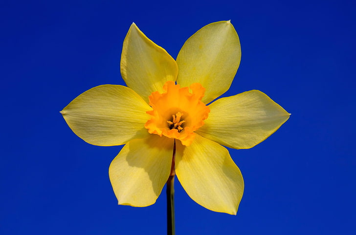 Flores, Narciso, Flor, Flor Amarilla, Fondo de pantalla HD