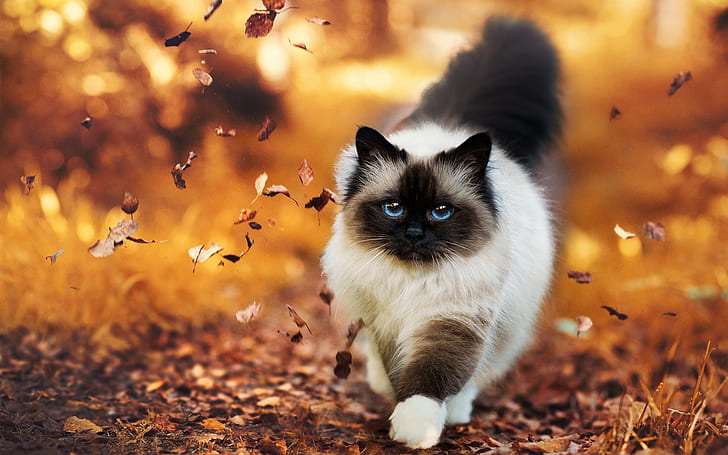 秋に歩くシャム猫、シャム、猫、ウォーキング、秋、 HDデスクトップの壁紙
