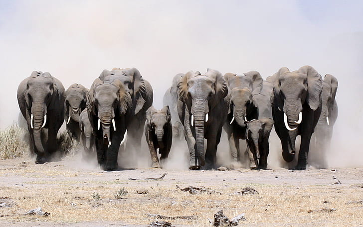 Слонове страхотно, животни, слон, група, HD тапет